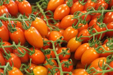 hur odlar du tomater i melbourne
